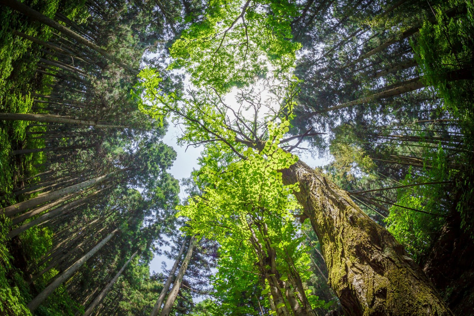 low angle photography of green trees during daytime